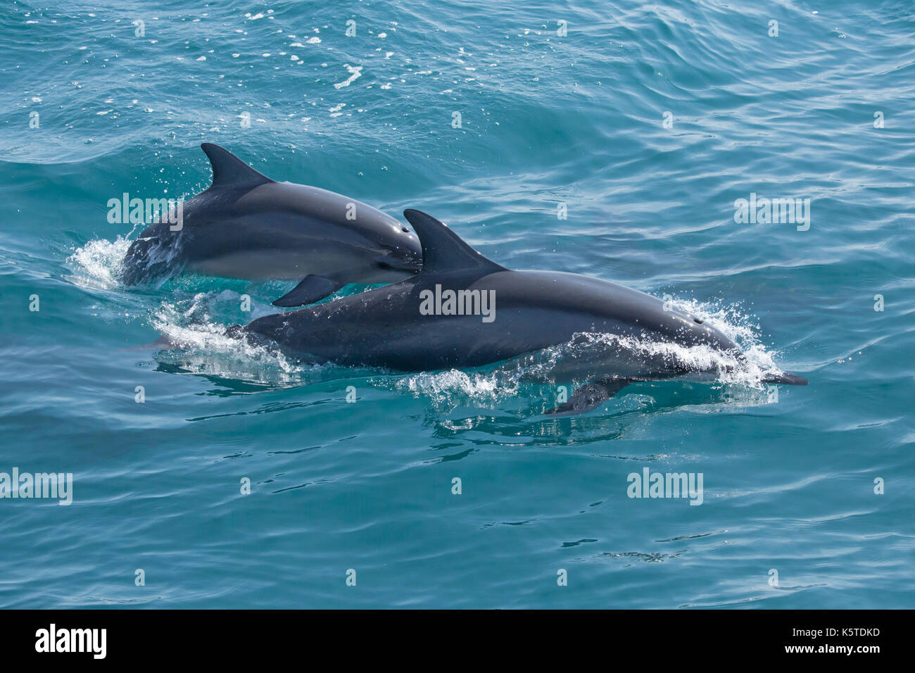 Gray's Spinner Dolphin oder Hawaiianische Spinner Delfin (Stenella longirostris) Mutter und Kind Planschleifen Stockfoto