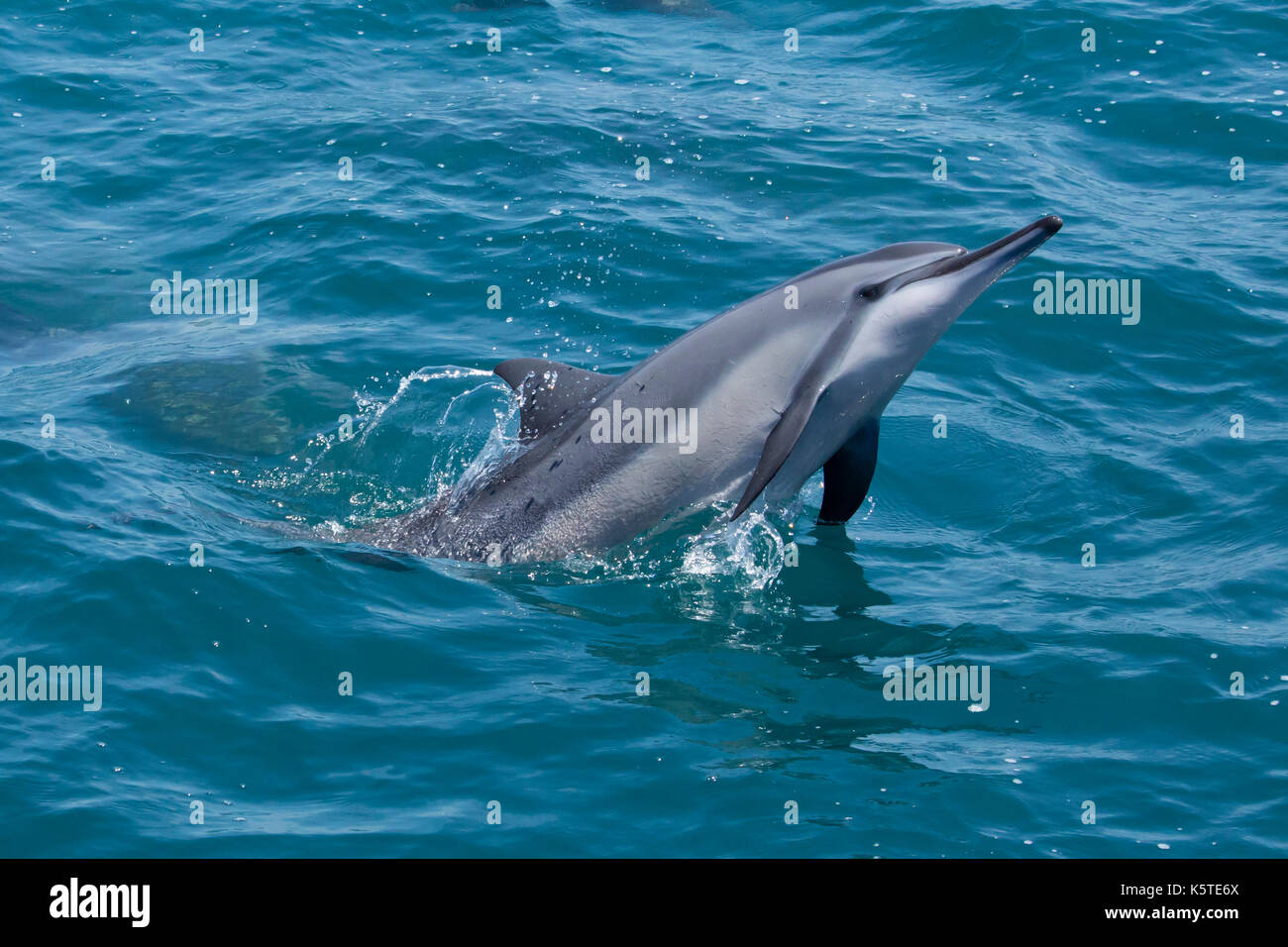 Gray's Spinner Dolphin oder Hawaiianische Spinner Delfin (Stenella longirostris) ein Spritzen im Pazifischen Ozean vor der Küste von Taiwan Stockfoto