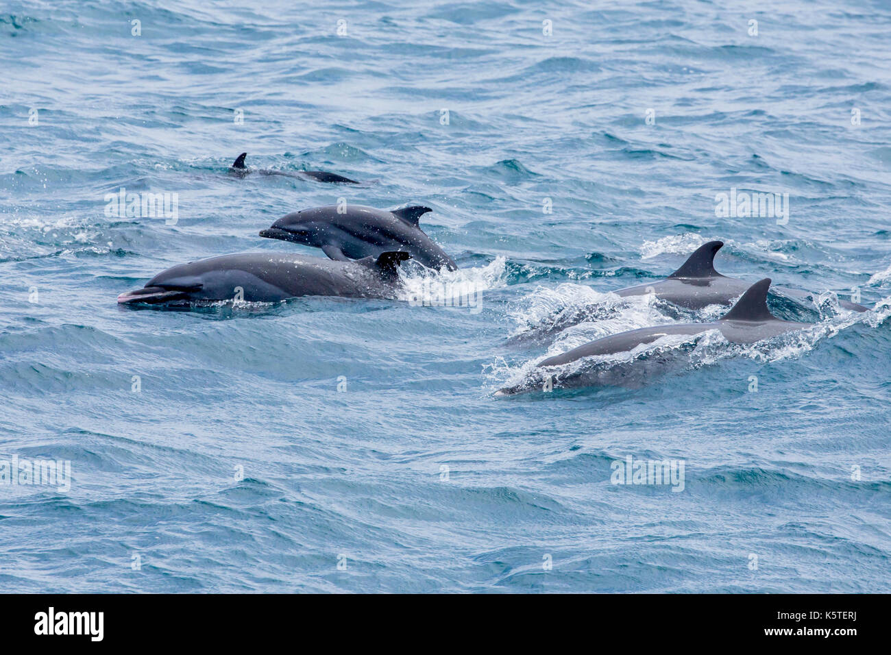 Pantropical pantropical Dolphin Delfin (stenella Attenuata) Familien auftauchen, mit mindestens zwei Dolphin Babys in der Gruppe gefleckt gefleckt Stockfoto