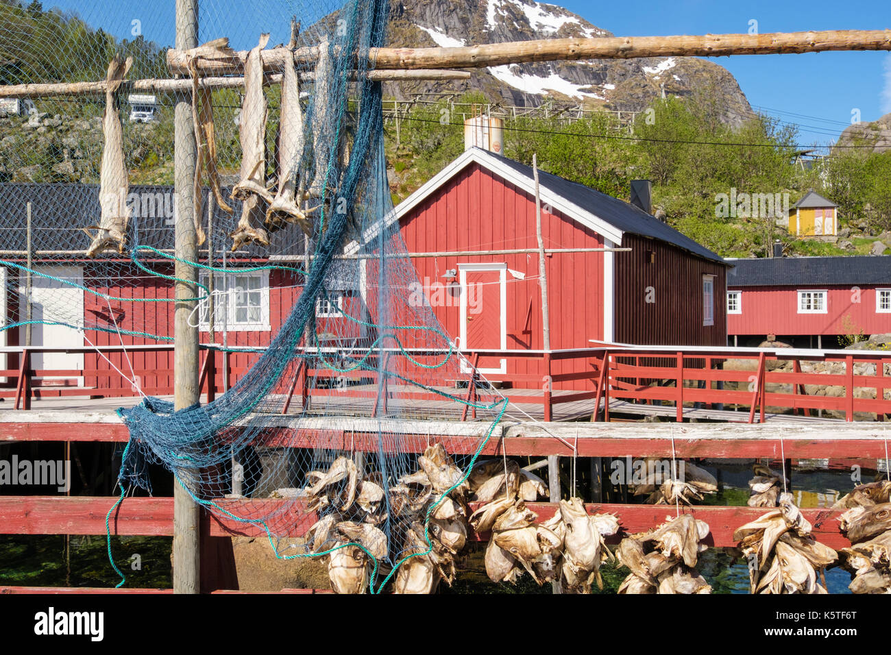Stockfisch fisch Kopf und Netze Aufhängen im historischen Fischerdorf Nusfjord, Insel Flakstadøya, Lofoten, Nordland, Norwegen zu trocknen Stockfoto