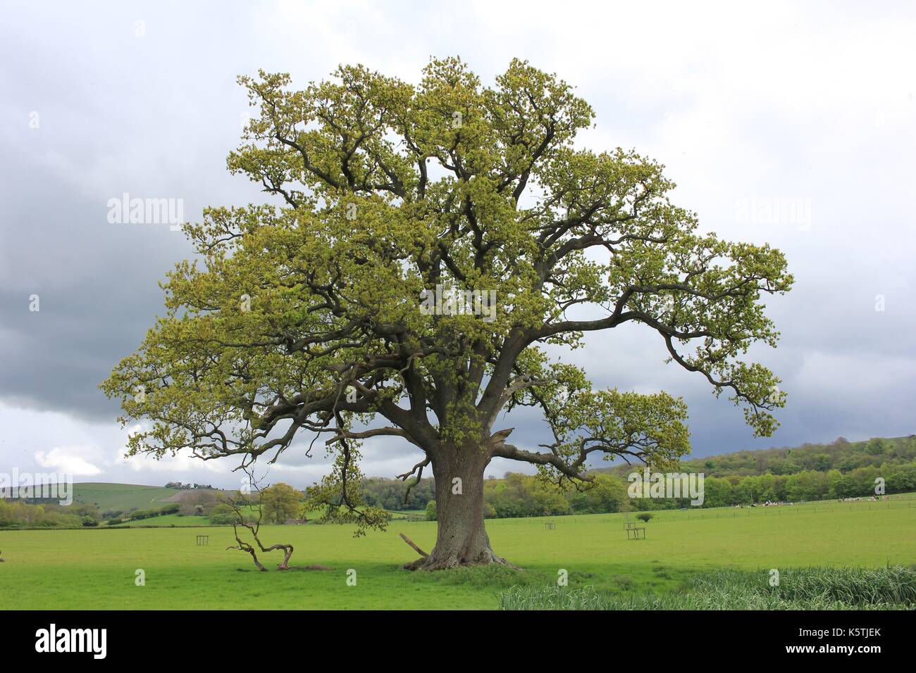 Lone Oak Tree in Mid Sussex Stockfoto
