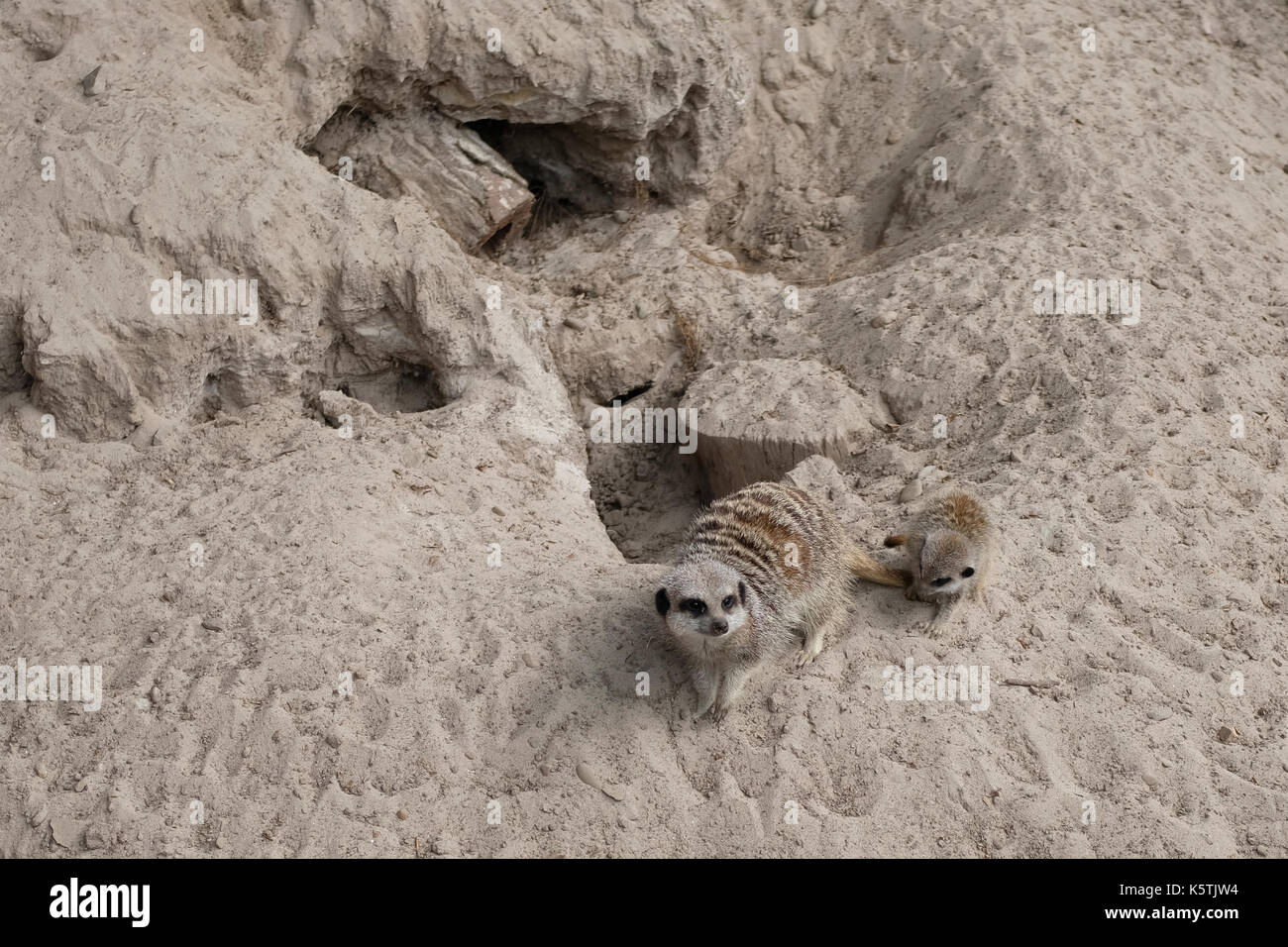 Erdmännchen mit seiner Jungen im Blair Drummond Safari und Wildlife Adventure Park in der Nähe von Stirling in Schottland Stockfoto