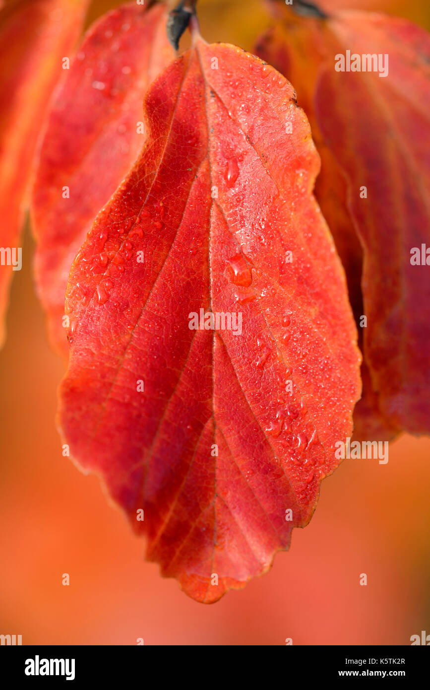 Zweig mit roten Herbstblätter, Nordrhein-Westfalen, Deutschland Stockfoto