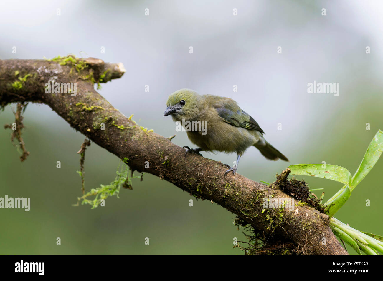 Palm tanager (Thraupis palmarum), Boca Tapada, Provinz Alajuela, Costa Rica, Mittelamerika Stockfoto