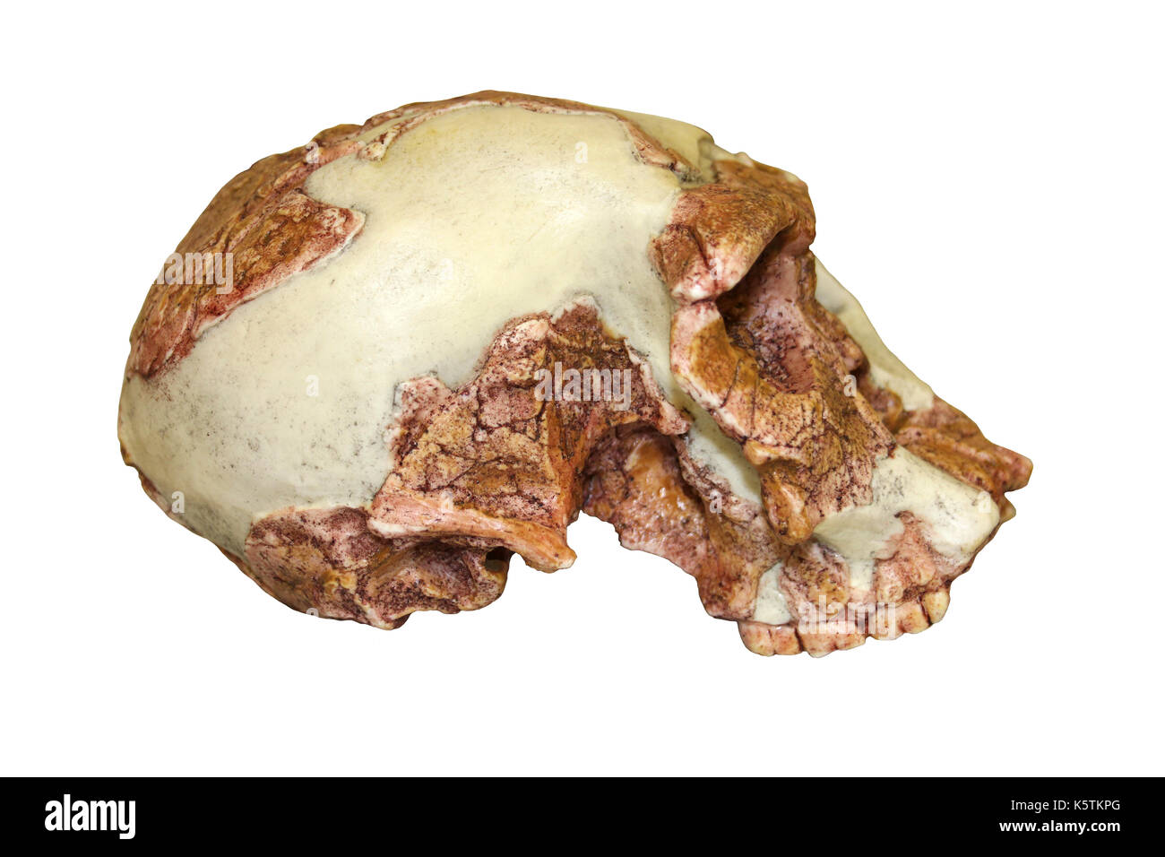 Seitenansicht des Homo habilis Schädel OH 24 "Twiggy" Stockfoto