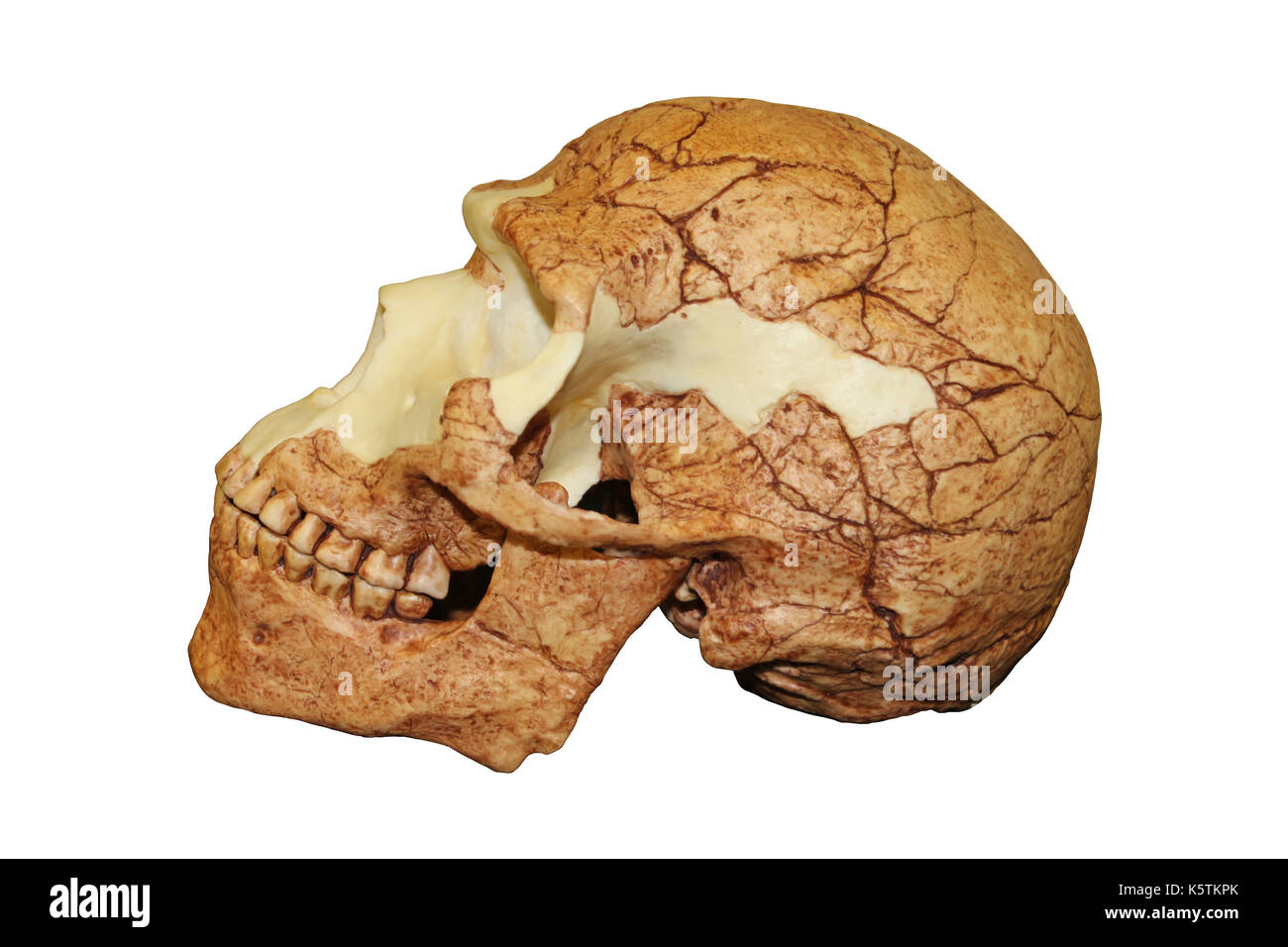 Homo Sapiens Schädel Skhul 5 Stockfoto