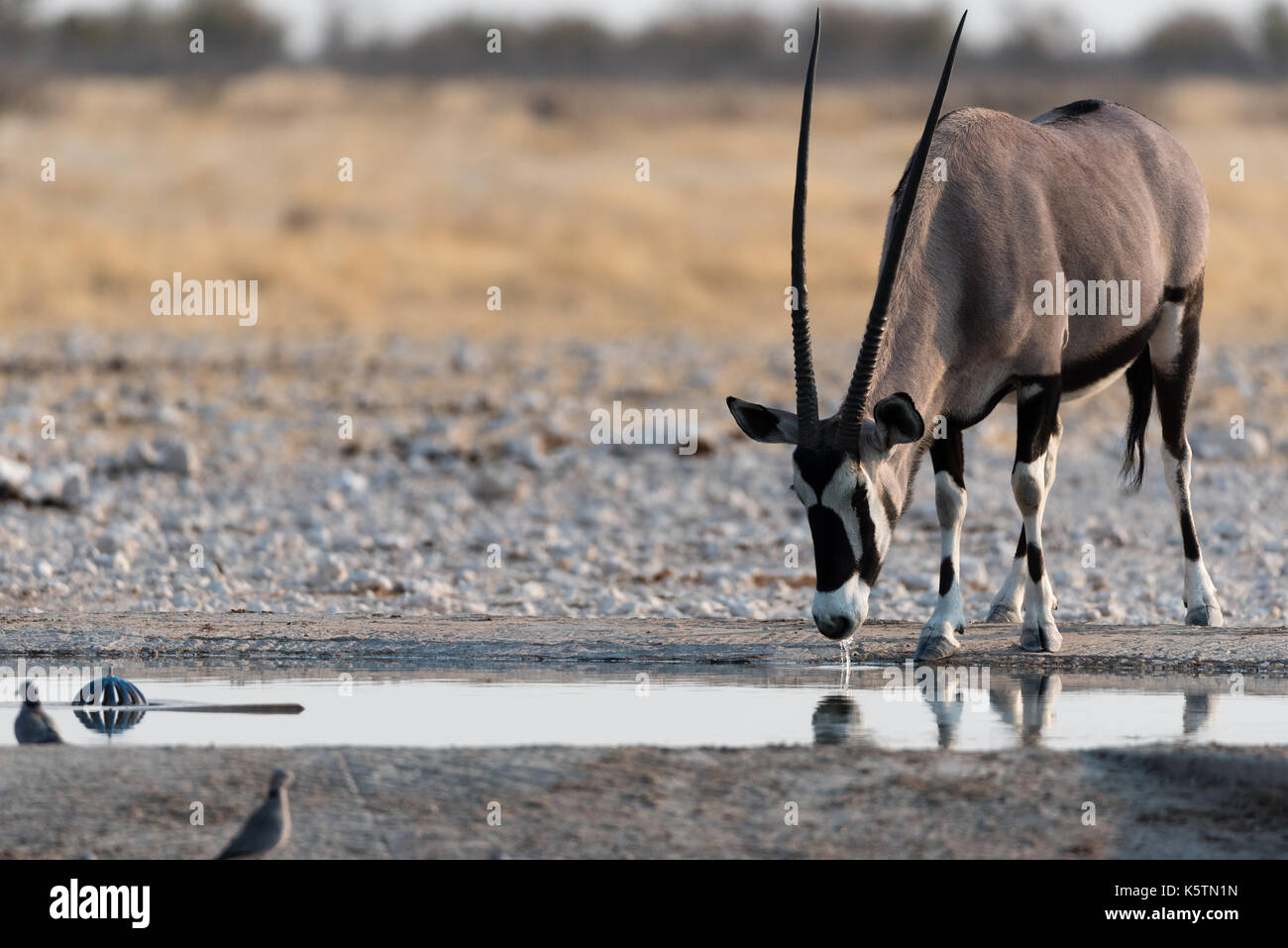 Oryx auch als Gemsbock in Teilen bekannt Afrika stellt während der Morgen im Namibia Etosha National Park Stockfoto