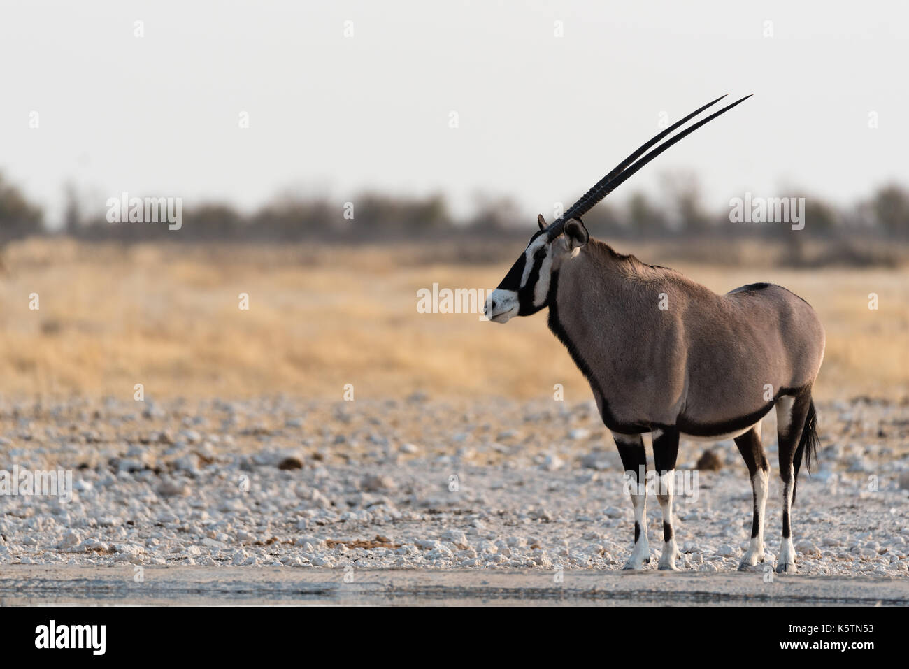 Oryx auch als Gemsbock in Teilen bekannt Afrika stellt während der Morgen im Namibia Etosha National Park Stockfoto