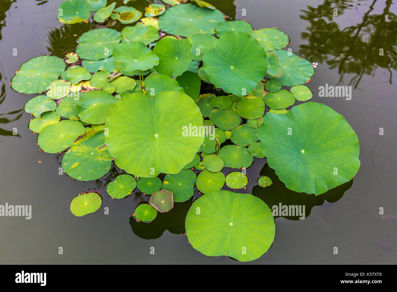 Lotus pond garden Fotos und Bildmaterial in hoher Auflösung Alamy