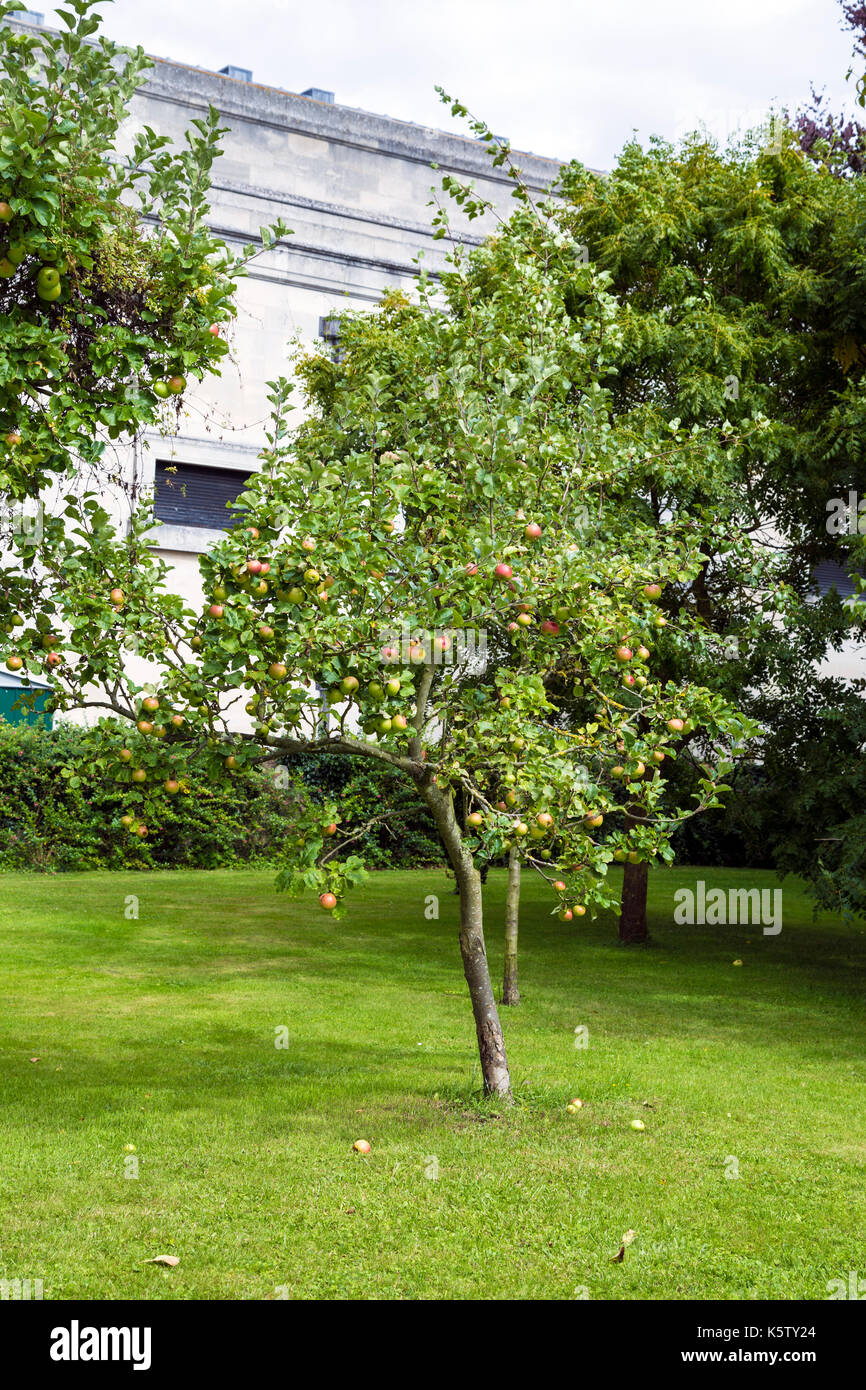 Und apple tree Lager reife Äpfel (Cambridge. UK) Stockfoto