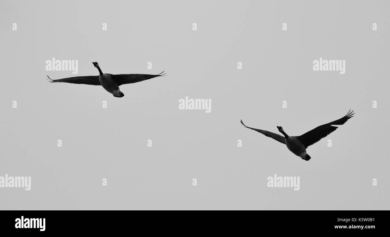 Isoliert Foto von einem Paar Canada Geese flying Stockfoto