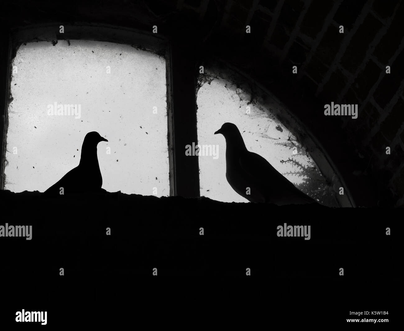 Fan-Tailed Tauben in einem historischen Dovecot Fenster Felbrigg Norfolk Stockfoto
