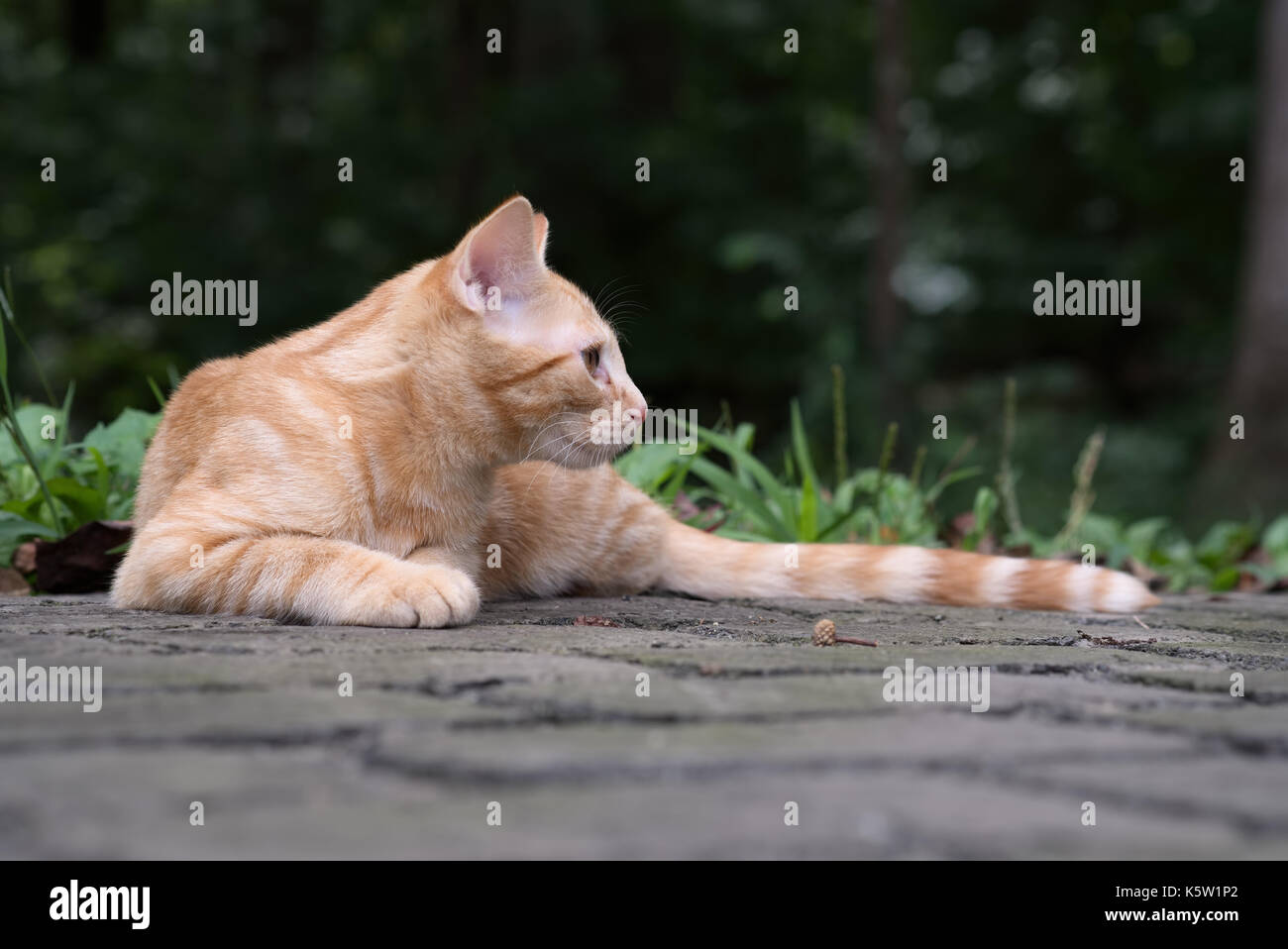 Orange kittn liegen im Freien. Stockfoto