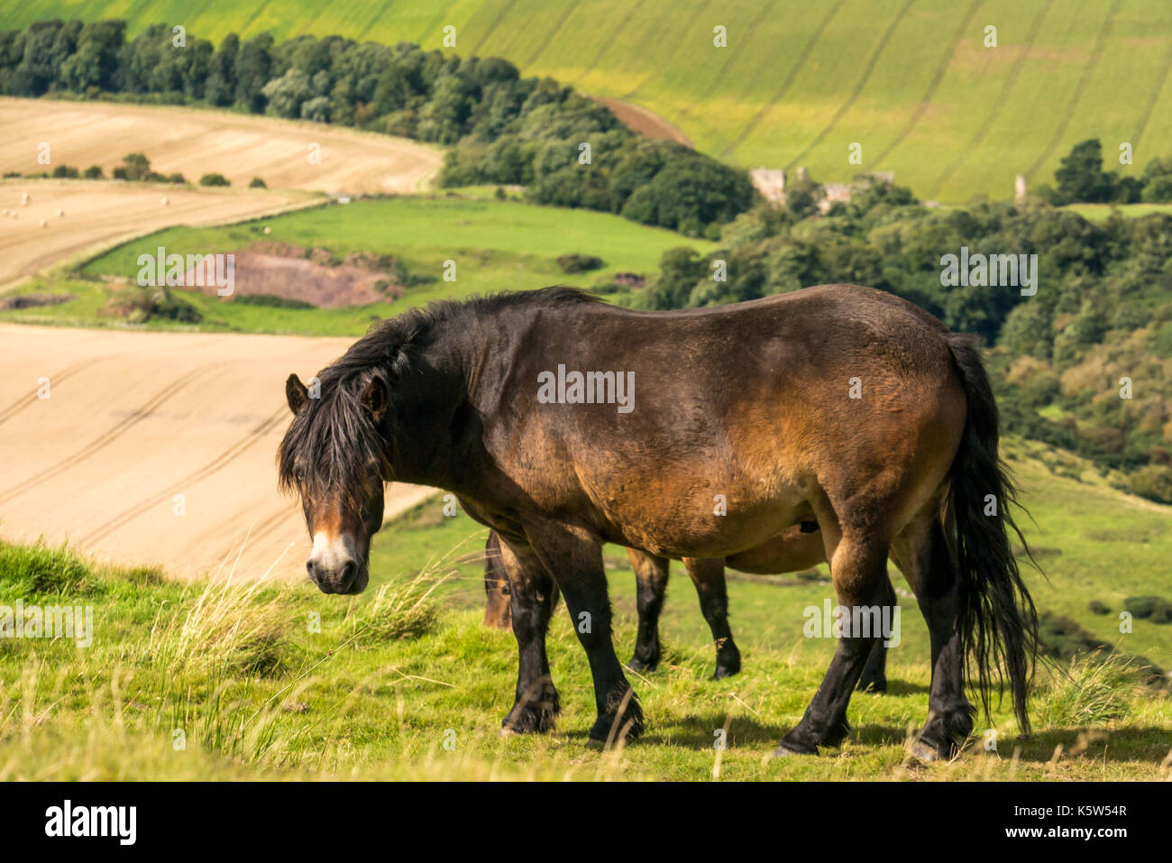 Nahaufnahme der Exmoor-Ponys auf Traprain Law, East Lothian, Schottland, Großbritannien; ein konservatorisches Weideprojekt Stockfoto