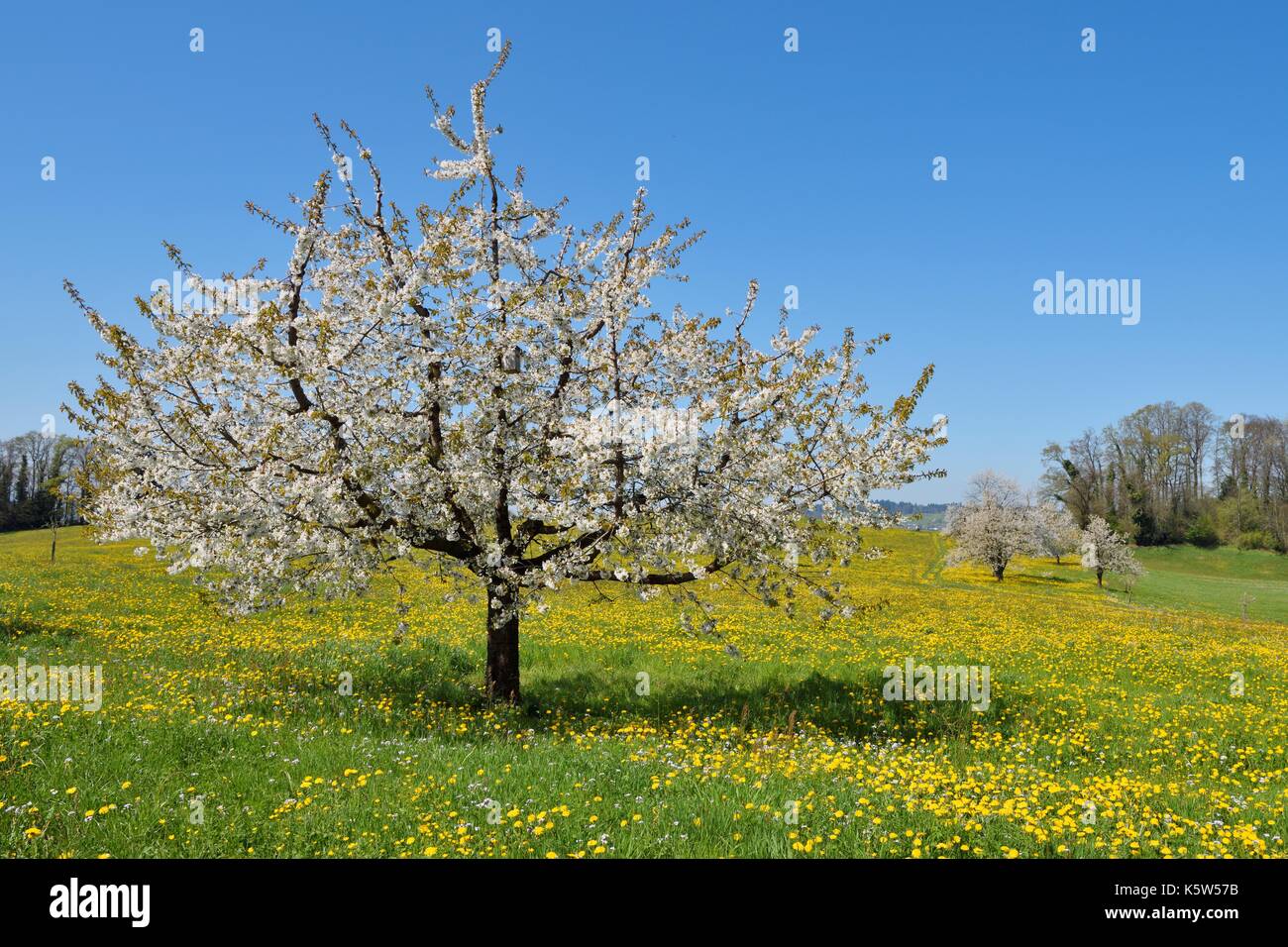 Flowering cherry tree (Prunus Avium), Löwenzahn (Taraxacum) meadowa, Weggis, Kanton Luzern, Schweiz Stockfoto