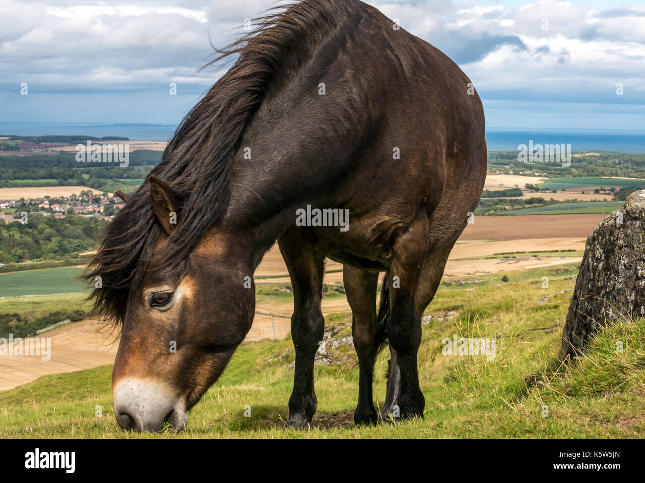 Halbferales Exmoor-Pony, Traprain Law, East Lothian, Schottland, Großbritannien, Grasen, um Gras wiederherzustellen, Firth of Forth im Hintergrund Stockfoto