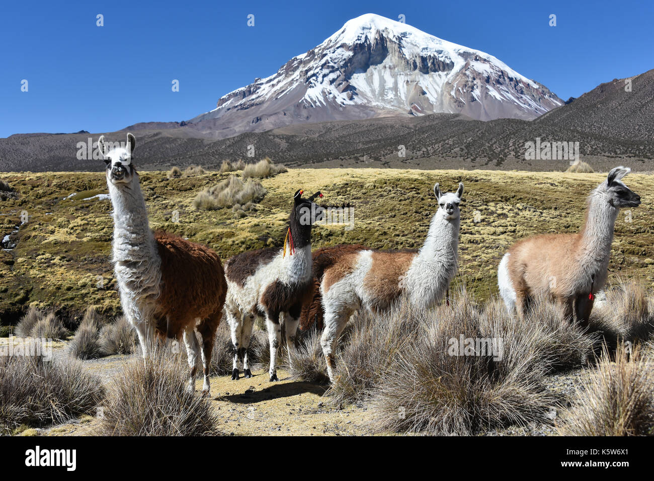 Lamas (lama glama) von sajama Vulkan, Schnee, Sajama Nationalpark, Altiplano, Bolivien Stockfoto