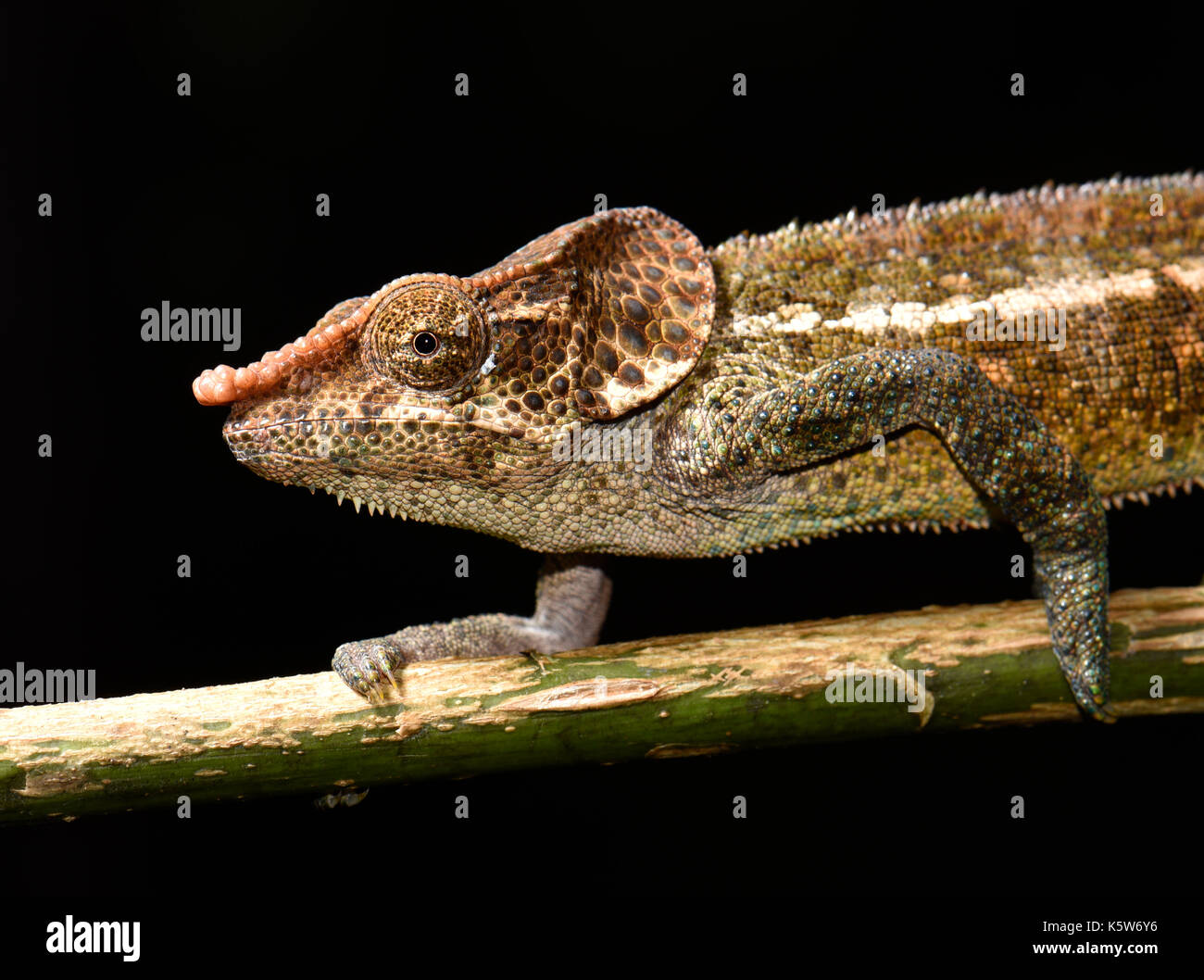 Shorthorn Chameleon (Calumma crypticum), männlich auf Zweig, Regenwälder, Ranomafana Nationalpark, Madagaskar Stockfoto