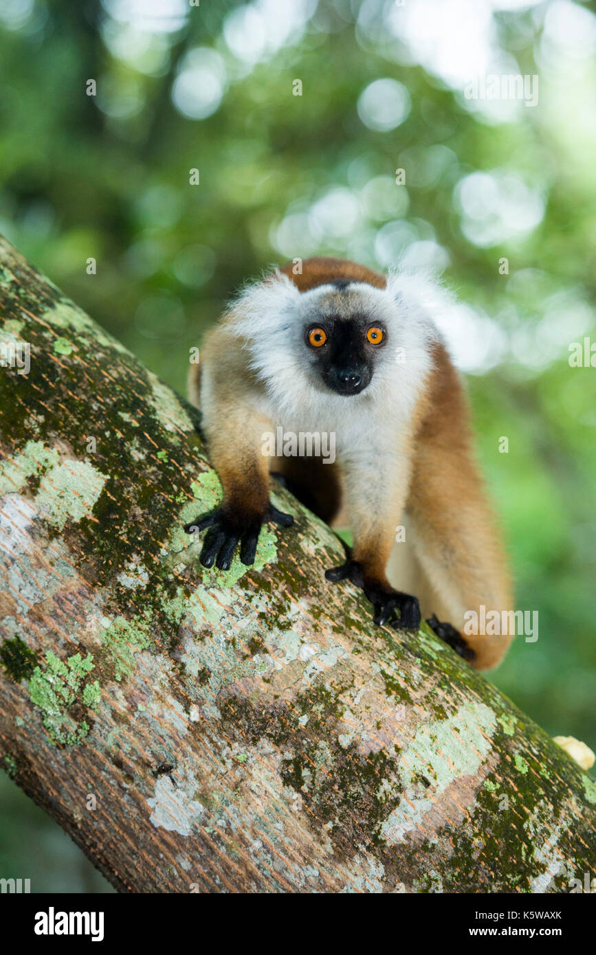 Frau Schwarz lemur, Eulemur Macaco, Palmarium finden, Lac Ampitabe, Pangalanes Kanal, Madagaskar Stockfoto