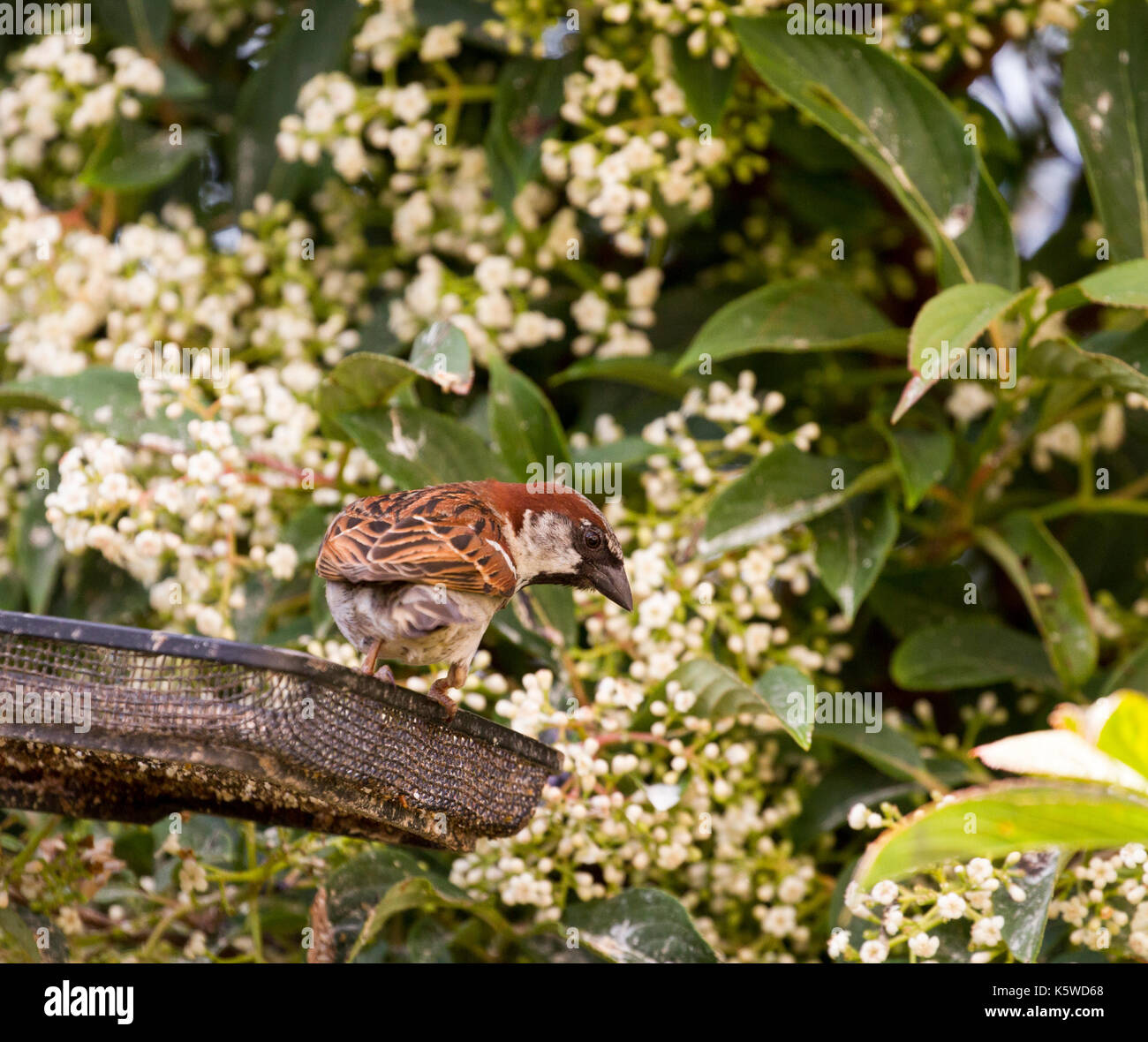 Haussperling auf Garten Vogelhäuschen Stockfoto