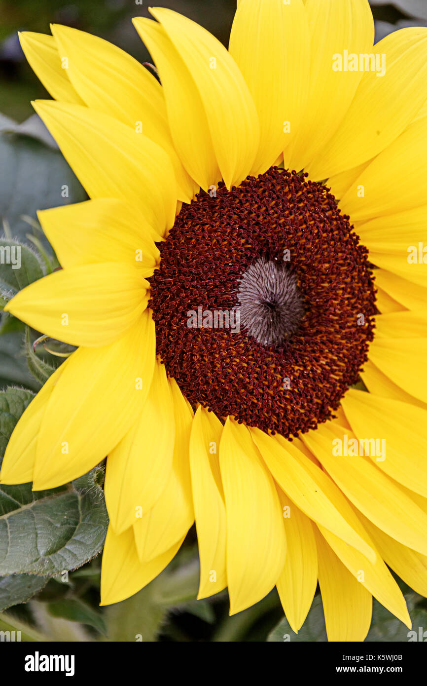 Teil der Leiter der Sonnenblume closeup Stockfoto