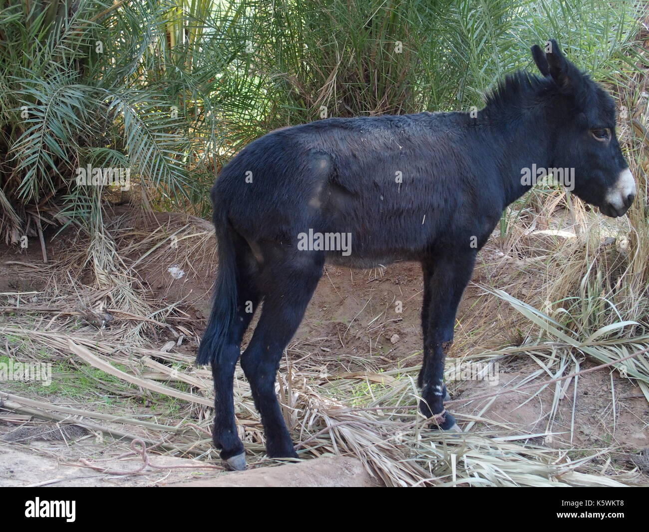Cute allein schwarze Esel zwischen Palmen in Marokko Stockfoto