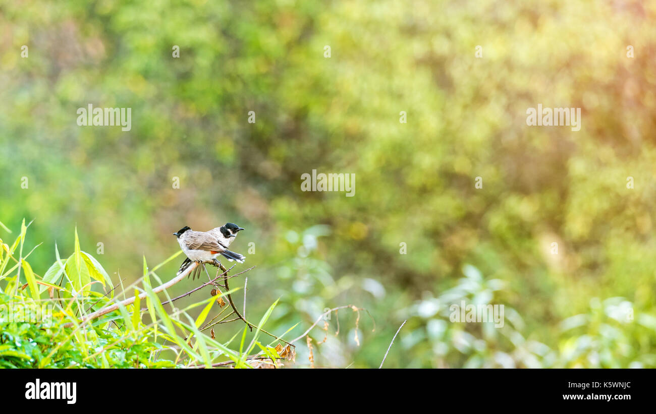 Vögel name Pycnonotus Aurigaster oder Rußig-vorangegangen Bulbul und seine Familie warten auf morgen Licht auf die Äste mit grünen Blättern bokeh und sunli Stockfoto