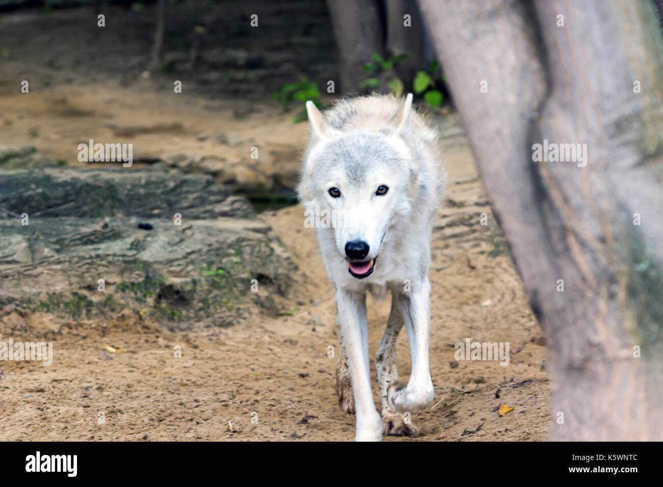 Weibliche polar wolf gerettet aus der Falle, für immer links Lame Stockfoto