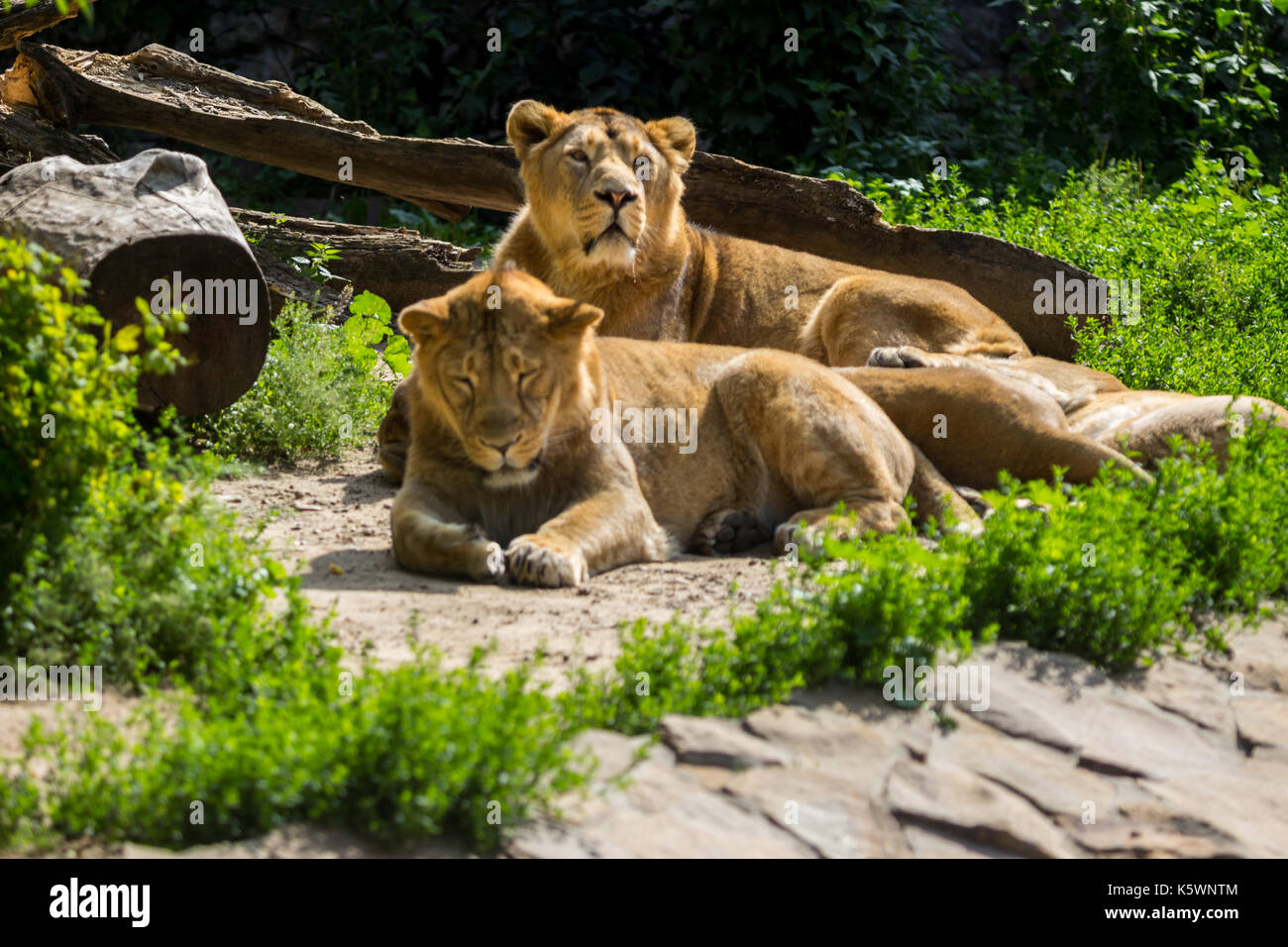 Lion stolz liegt nach der Jagd Stockfoto