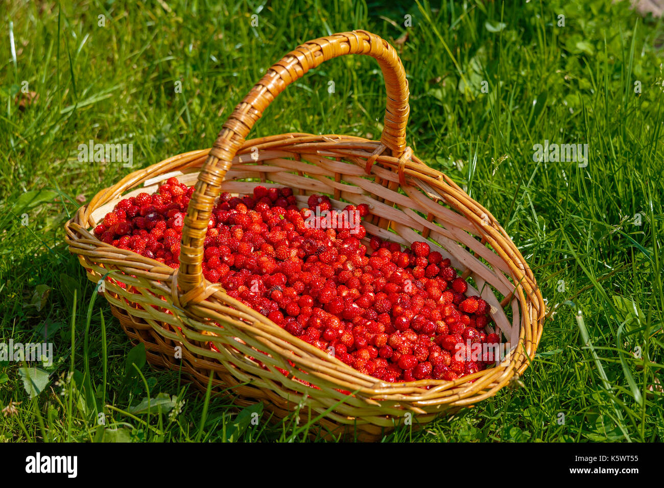Korb voller Reife Beeren eines Wilde Erdbeere auf grünem Gras Stockfoto