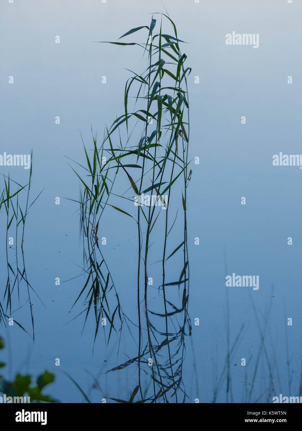 Reed und seine Reflexion im Wasser des Sees mit Nebel Stockfoto