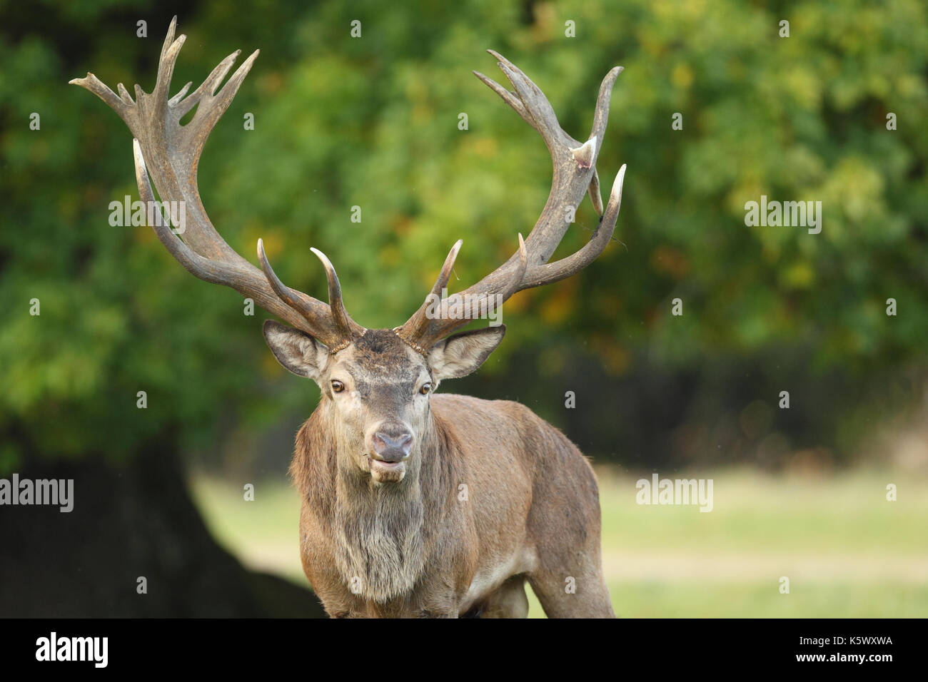 Rotwild - Hirschbrunft Stockfoto