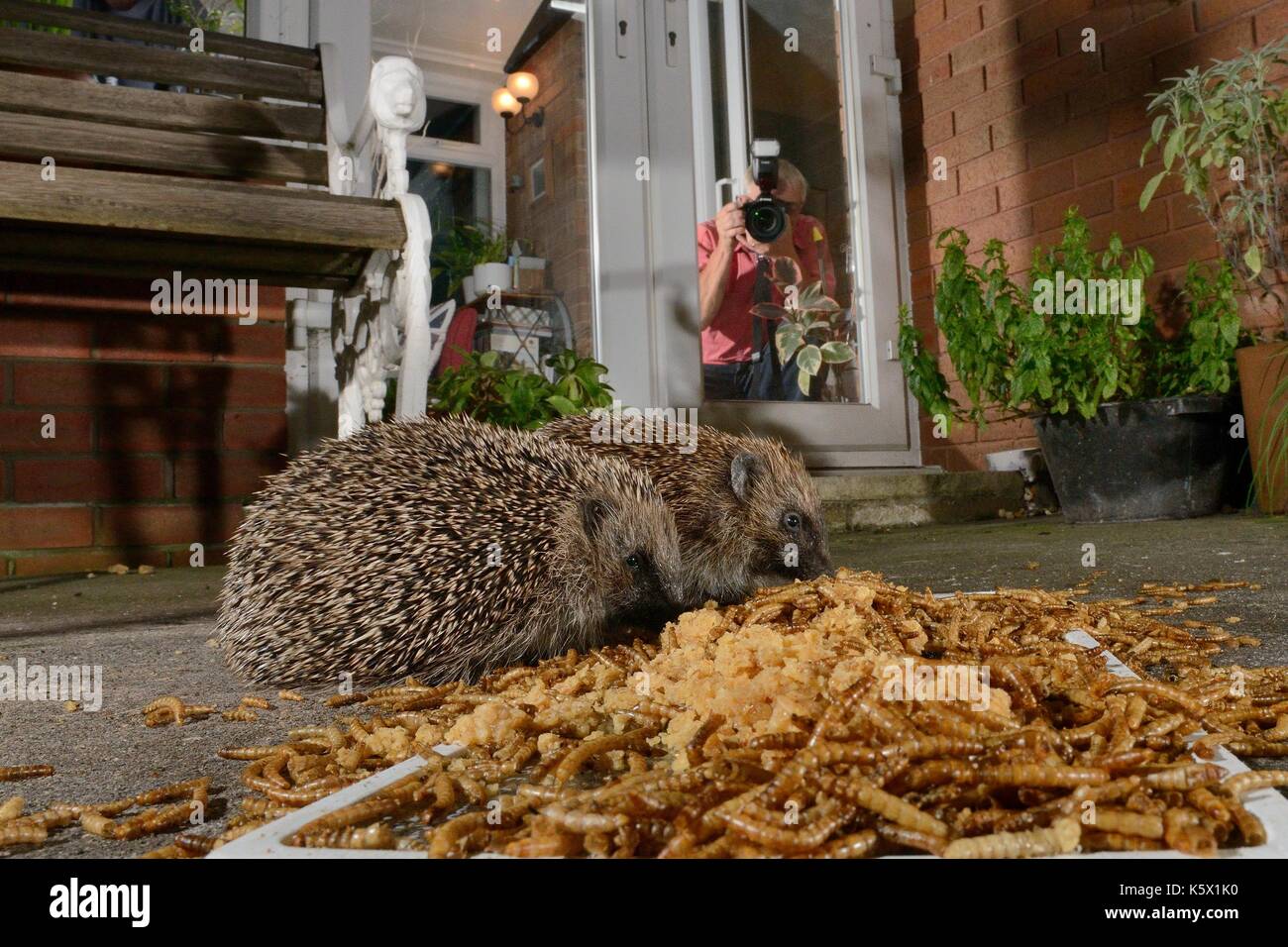 Zwei Igel (Erinaceus europaeus) Fütterung auf Mehlwürmer und Haferflocken Links, die für Sie auf der Terrasse, durch Hauseigentümer ein Foto sah, Chippenh Stockfoto