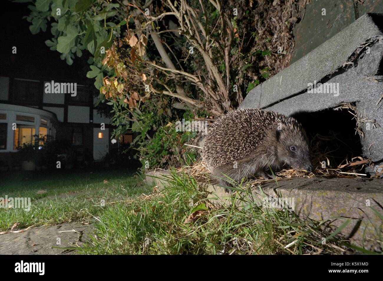 Igel (Erinaceus europaeus) über einen Igel Haus in der Nacht in einem Vorort Garten, Chippenham, Wiltshire, UK. Mit einer Kamera trap genommen. Stockfoto