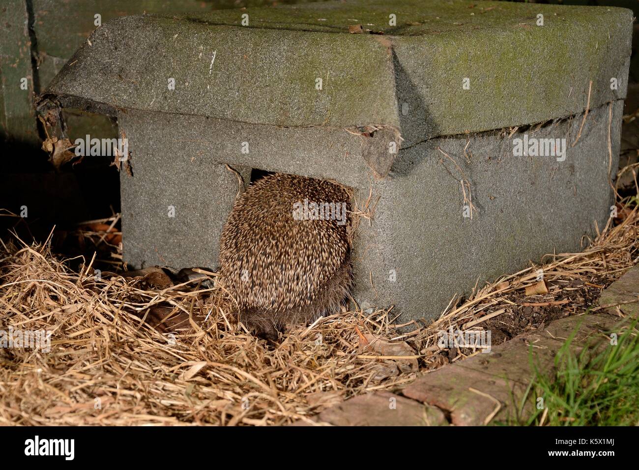 Igel (Erinaceus europaeus) Eingabe ein Igel Haus in der Nacht in einem Vorort Garten, Chippenham, Wiltshire, UK, August. Mit Fernbedienung für Kamera Stockfoto