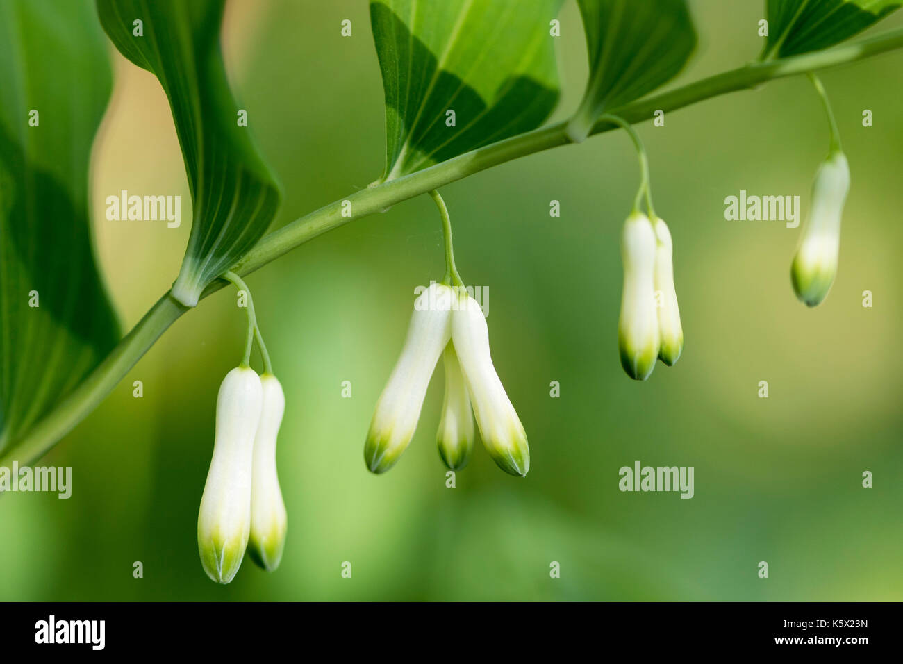 Blume der Bell odoratum, als eckige Salomo Dichtung oder duftenden Salomos Siegel bekannt Stockfoto