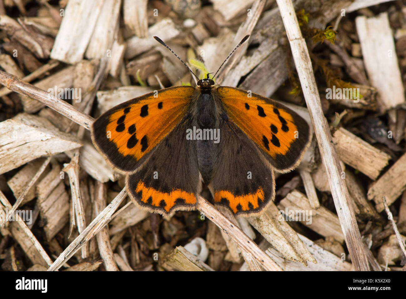 Kleine Kupfer Schmetterling (Lycaena phlaeas) Dorsalansicht. Kleiner Schmetterling in der Familie Lycaenidae in Ruhe, mit markanten orangefarbenen Markierungen von oben Stockfoto