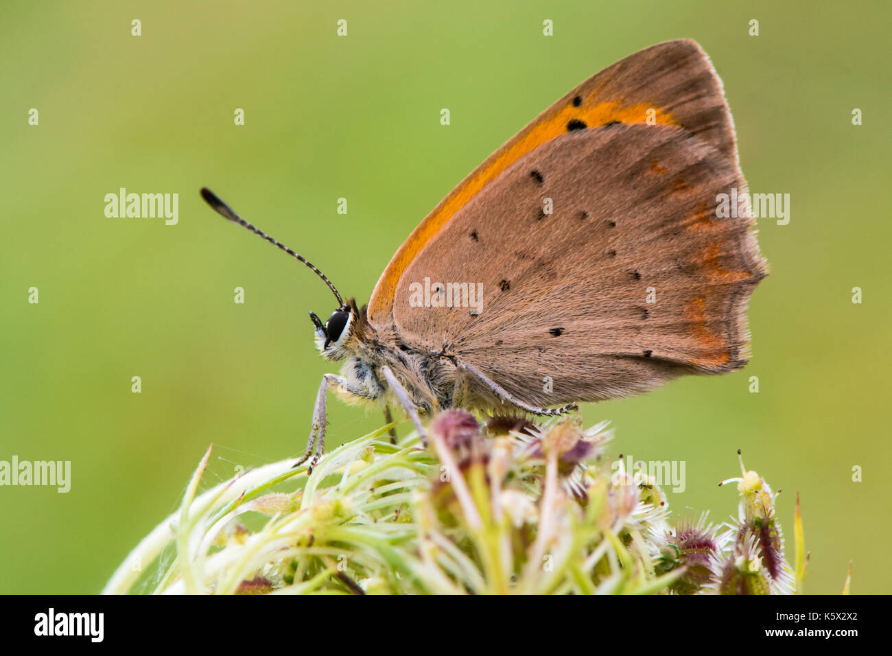 Kleine Kupfer Schmetterling (Lycaena phlaeas) in Ruhe im Profil. Kleiner Schmetterling in der Familie Lycaenidae, mit der Unterseite der Flügel sichtbar Stockfoto