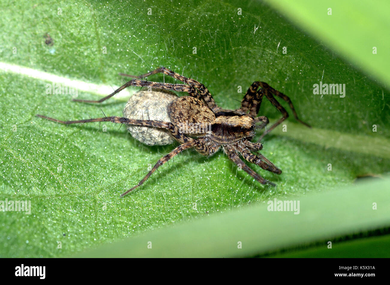 Wolf Spider (pisaura Lugubris) Weibliche wolf spider Durchführung ei-sac Stockfoto