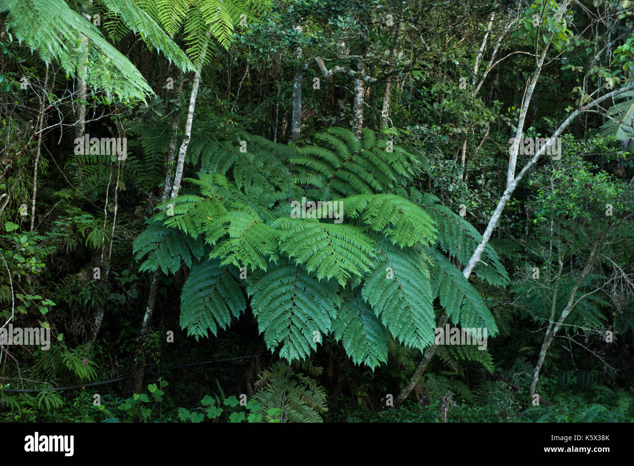 Im Regenwald, Farn, Andasibe-Mantadia Nationalpark, Madagaskar Stockfoto
