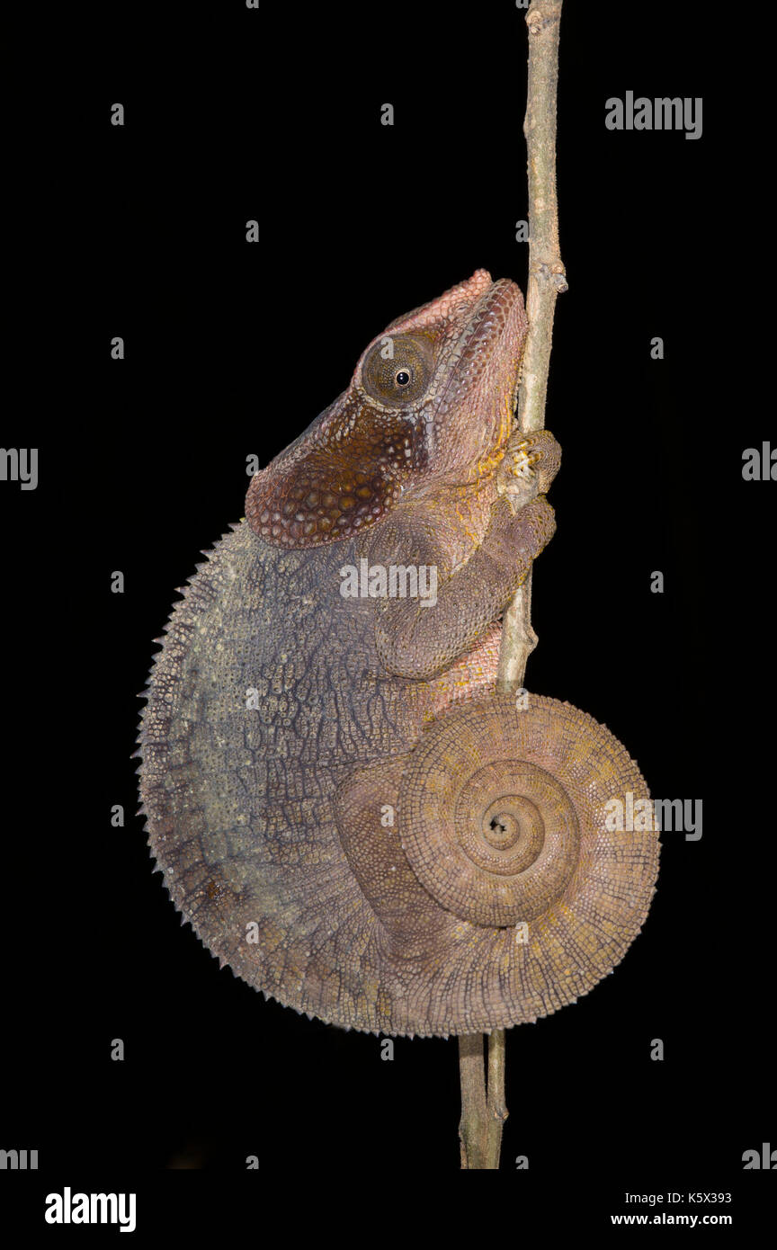 Kurze-horned Chameleon, Calumma brevicornis, Andasibe-Mantadia Nationalpark, Madagaskar Stockfoto