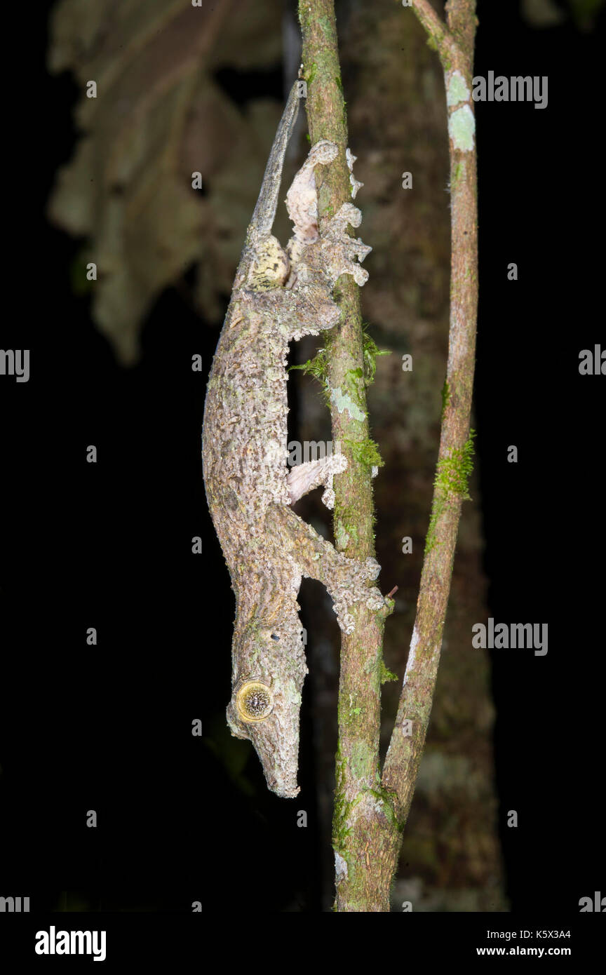 Leaf-tailed Gecko, Andasibe-Mantadia Nationalpark, Madagaskar Stockfoto