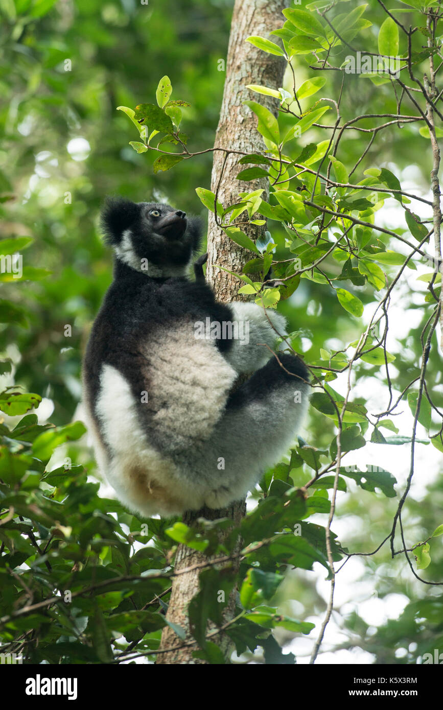 Indri Indri Indri, Andasibe-Mantadia, Nationalpark, Madagaskar Stockfoto