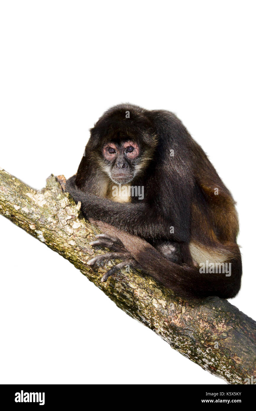 Geoffroy's spider Monkey am Baum, Belize, Central America Stockfoto
