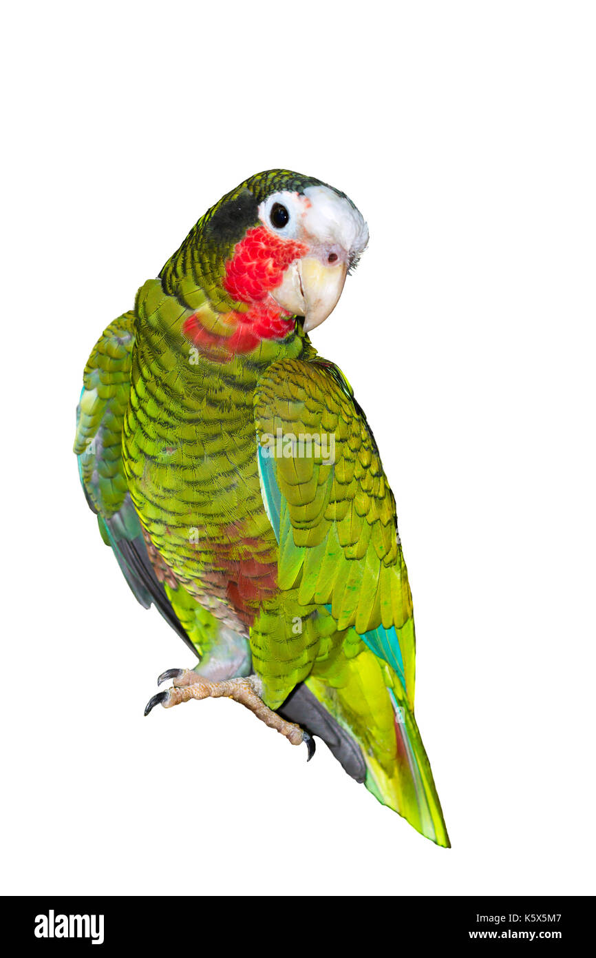 Die kubanische amazon Papagei (Amazona leucocephala) auf weißem Hintergrund Stockfoto