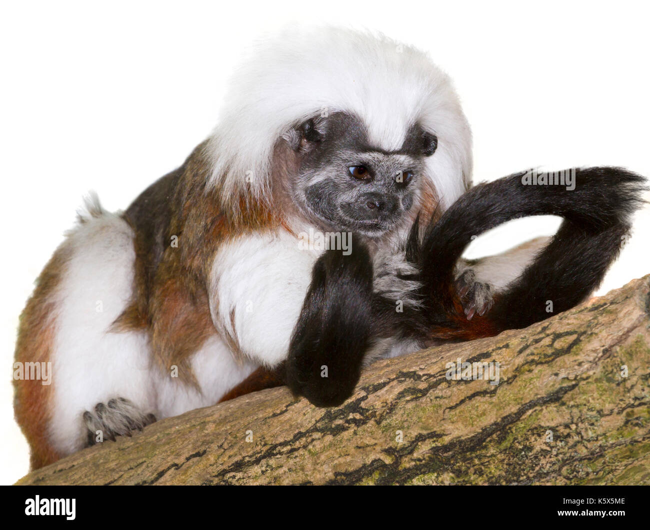 Lisztäffchen (Saguinus oedipus) isoliert auf weißem Stockfoto