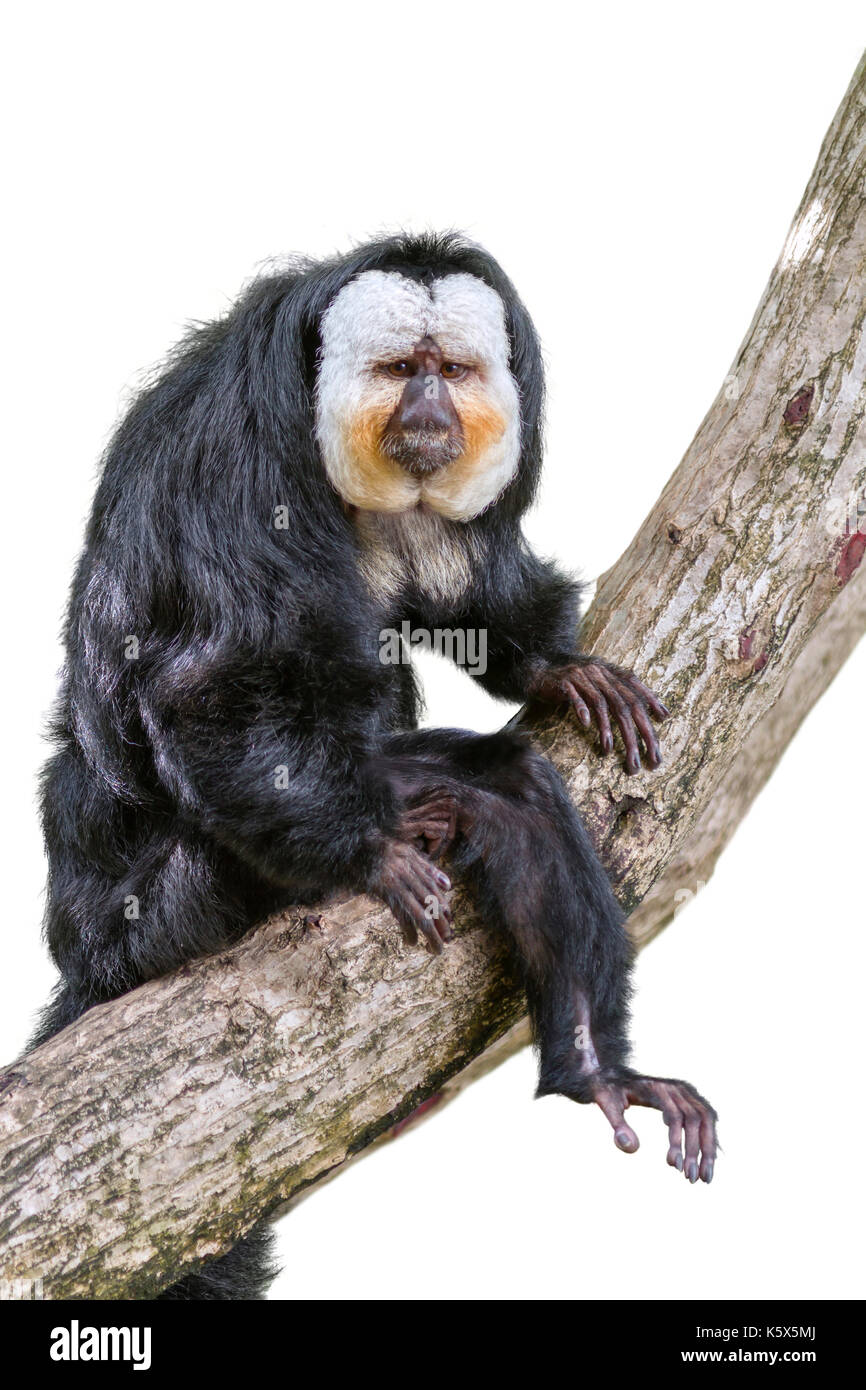 Weiß-Gesicht Saki (Pithecia pithecia) Stockfoto