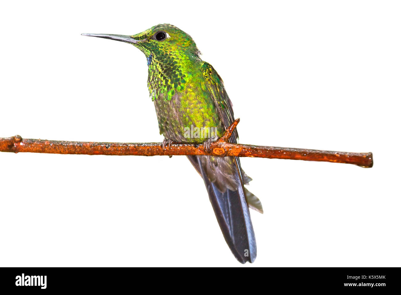 Eupherusa exima, Stripe-tailed Hummingbird isoliert Stockfoto
