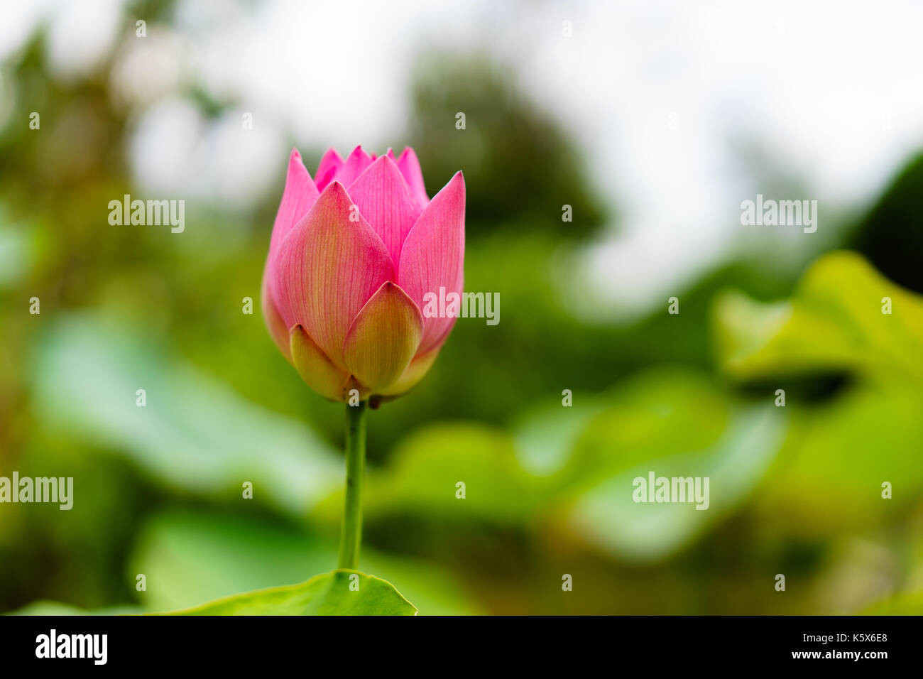 Pink Lotus bud, bereit zu blühen Stockfoto