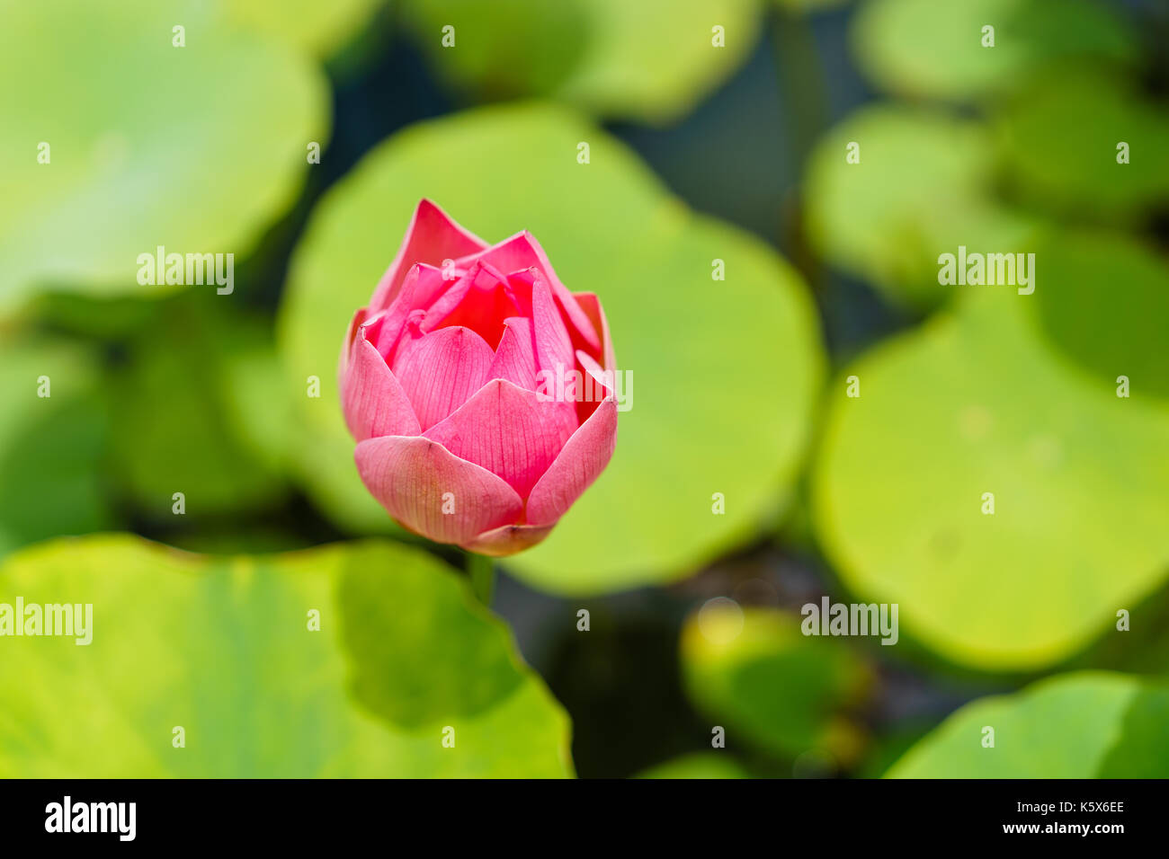 Pink Lotus bud, bereit zu blühen Stockfoto